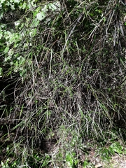 Parsonsia capsularis