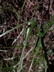 Parsonsia capsularis