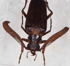 Polyarthron pectinicorne