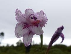 Gladiolus roseovenosus