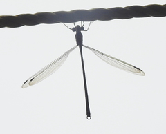 Lestes barbarus