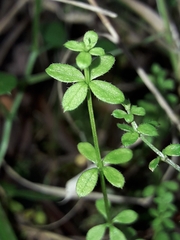 Galium propinquum