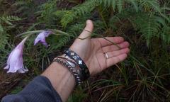 Gladiolus roseovenosus