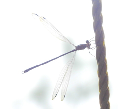 Lestes barbarus