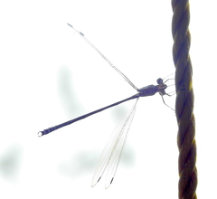 Lestes barbarus
