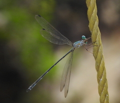 Lestes barbarus