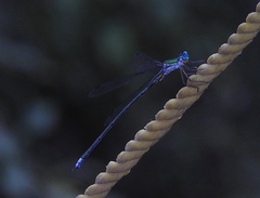 Lestes barbarus