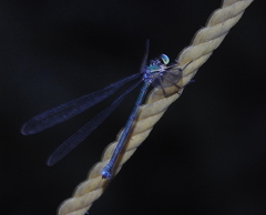 Lestes barbarus