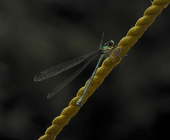 Lestes barbarus