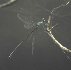 Lestes barbarus