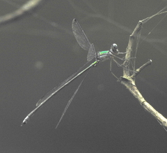 Lestes barbarus