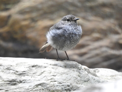 Phoenicurus fuliginosus