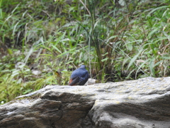 Phoenicurus fuliginosus