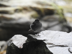 Phoenicurus fuliginosus