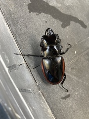 Odontolabis cuvera sinensis