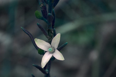 Philotheca queenslandica