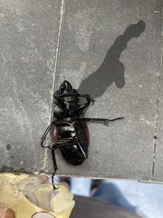 Odontolabis cuvera sinensis