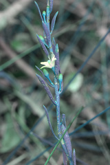 Philotheca queenslandica