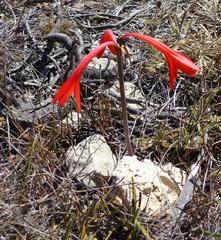 Cyrtanthus fergusoniae