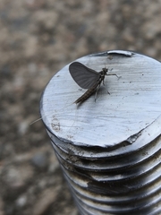 Baetis fuscatus