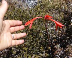 Cyrtanthus fergusoniae