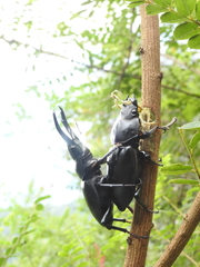 Dorcus nepalensis