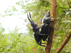 Dorcus nepalensis