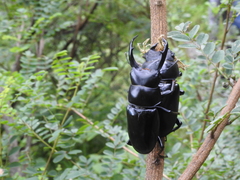 Dorcus nepalensis