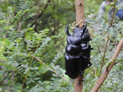 Dorcus nepalensis
