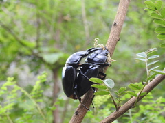 Dorcus nepalensis