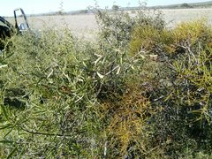 Acacia nyssophylla