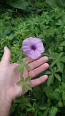 Ipomoea cairica cairica