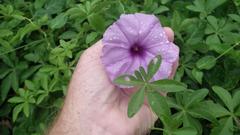 Ipomoea cairica cairica
