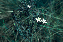 Philotheca queenslandica