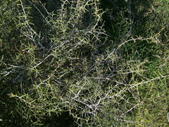 Acacia nyssophylla