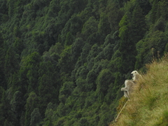 Semnopithecus schistaceus