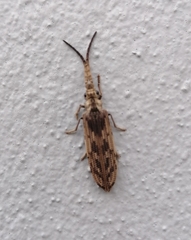 Tenomerga leucophaea