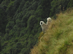 Semnopithecus schistaceus