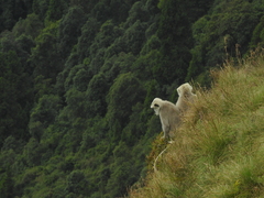 Semnopithecus schistaceus