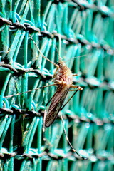 Aedes camptorhynchus