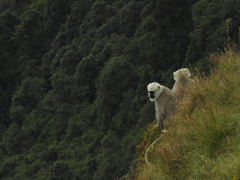Semnopithecus schistaceus