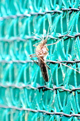 Aedes camptorhynchus