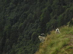 Semnopithecus schistaceus