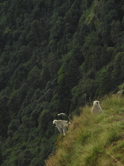 Semnopithecus schistaceus