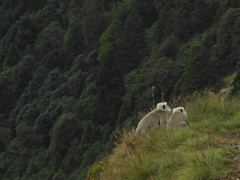 Semnopithecus schistaceus