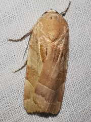 Noctua tirrenica
