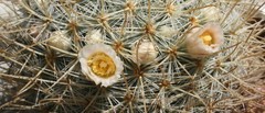 Mammillaria moelleriana