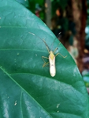 Anacanthocoris