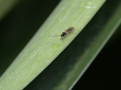 Opiinae