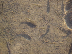 Cyprinodon variegatus